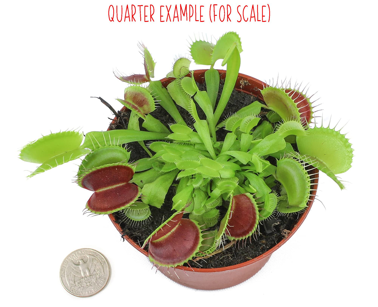 Live Predatory Plant, Venus Fly Trap!