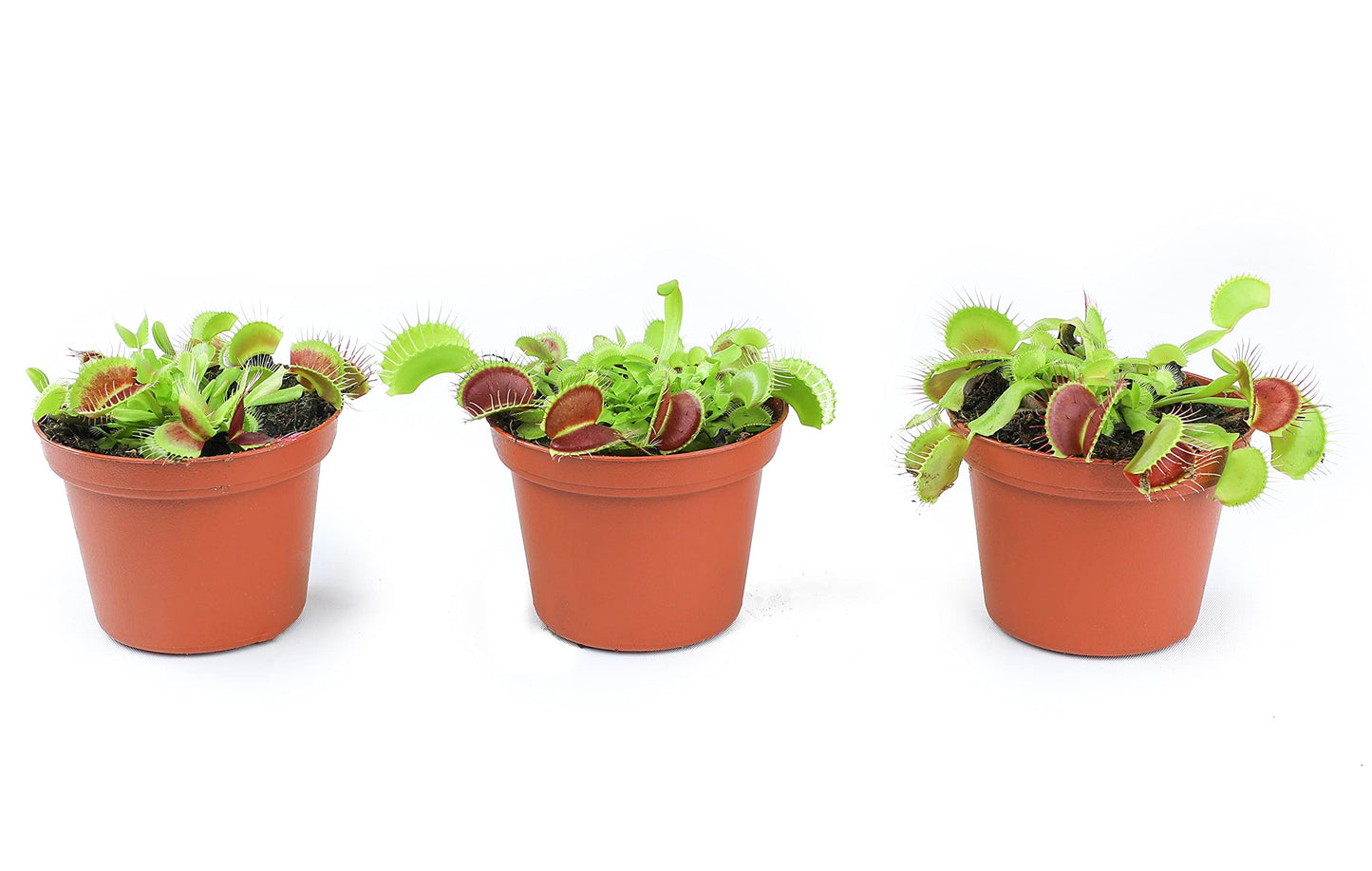 Live Predatory Plant, Venus Fly Trap!
