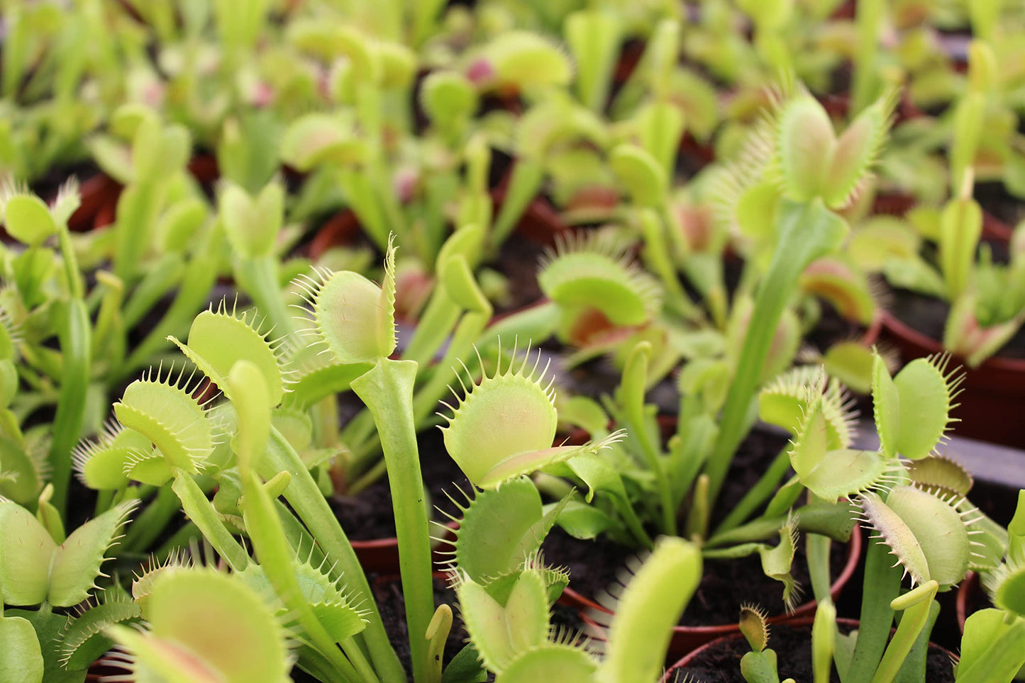 Live Predatory Plant, Venus Fly Trap!