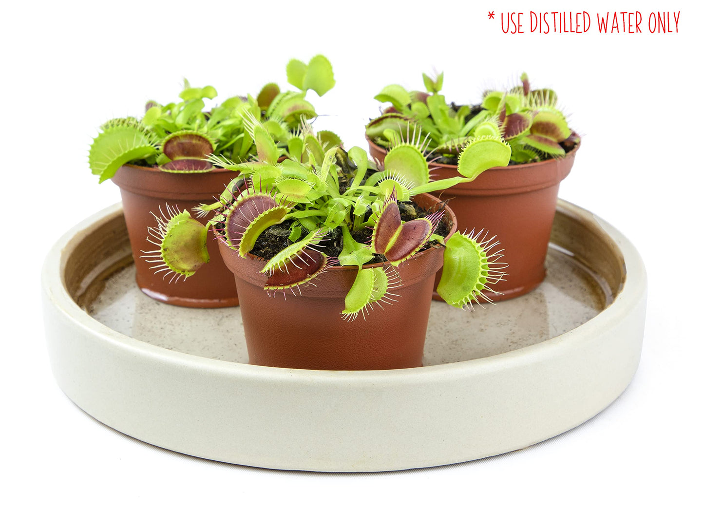 Live Predatory Plant, Venus Fly Trap!