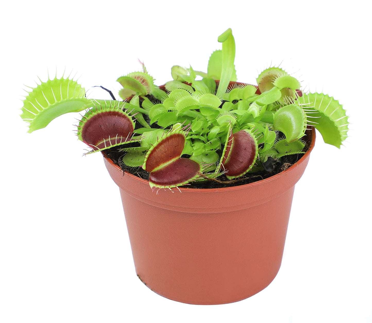 Live Predatory Plant, Venus Fly Trap!