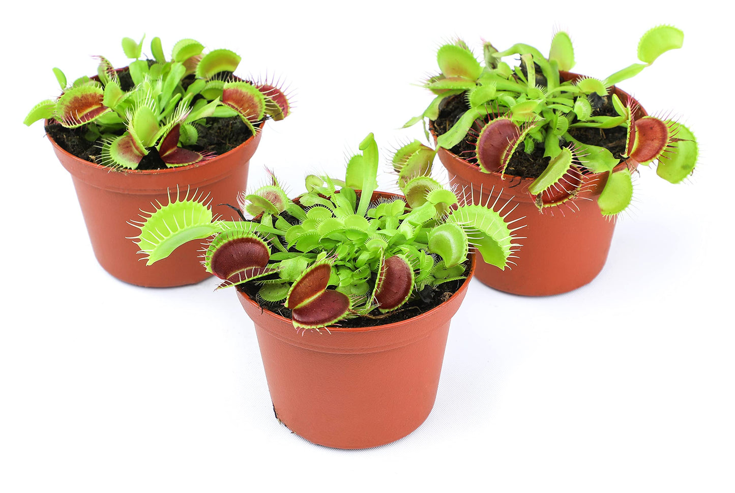 Live Predatory Plant, Venus Fly Trap!