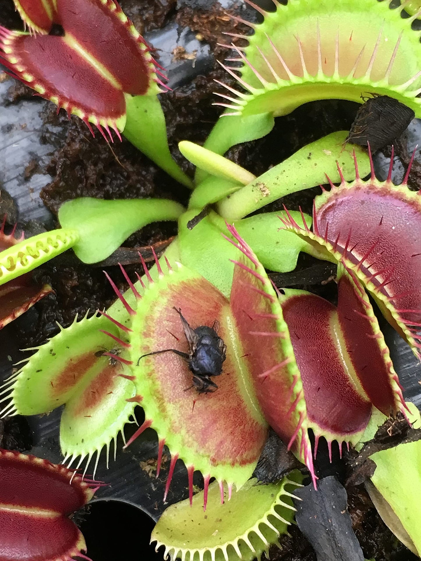 Live Predatory Plant, Venus Fly Trap!