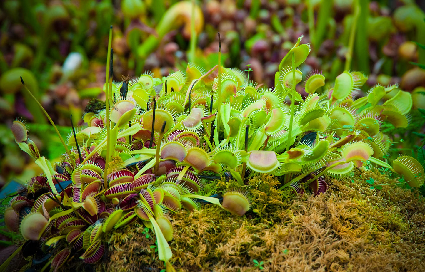 Live Predatory Plant, Venus Fly Trap!